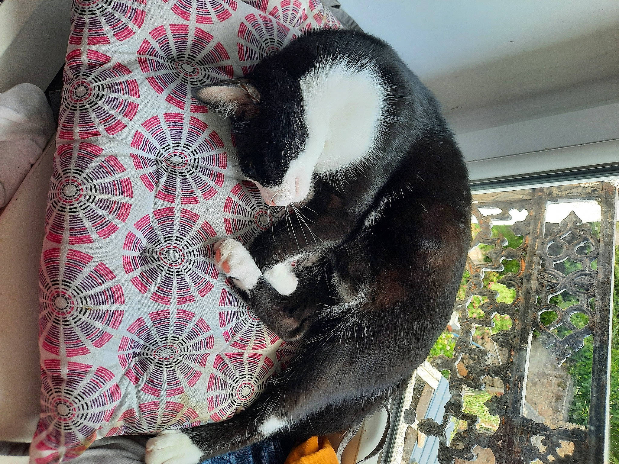 Féliz a rejoint le concours — aidez-le/la à gagner de superbes lots ! carmine, carnivore, cat, cat_supply, comfort, companion_dog, dog_breed, domestic_short_haired_cat, felidae, fur, linens, pattern, paw, plant, sleeve, small_to_medium_sized_cats, snout, tail, terrestrial_animal, whiskers