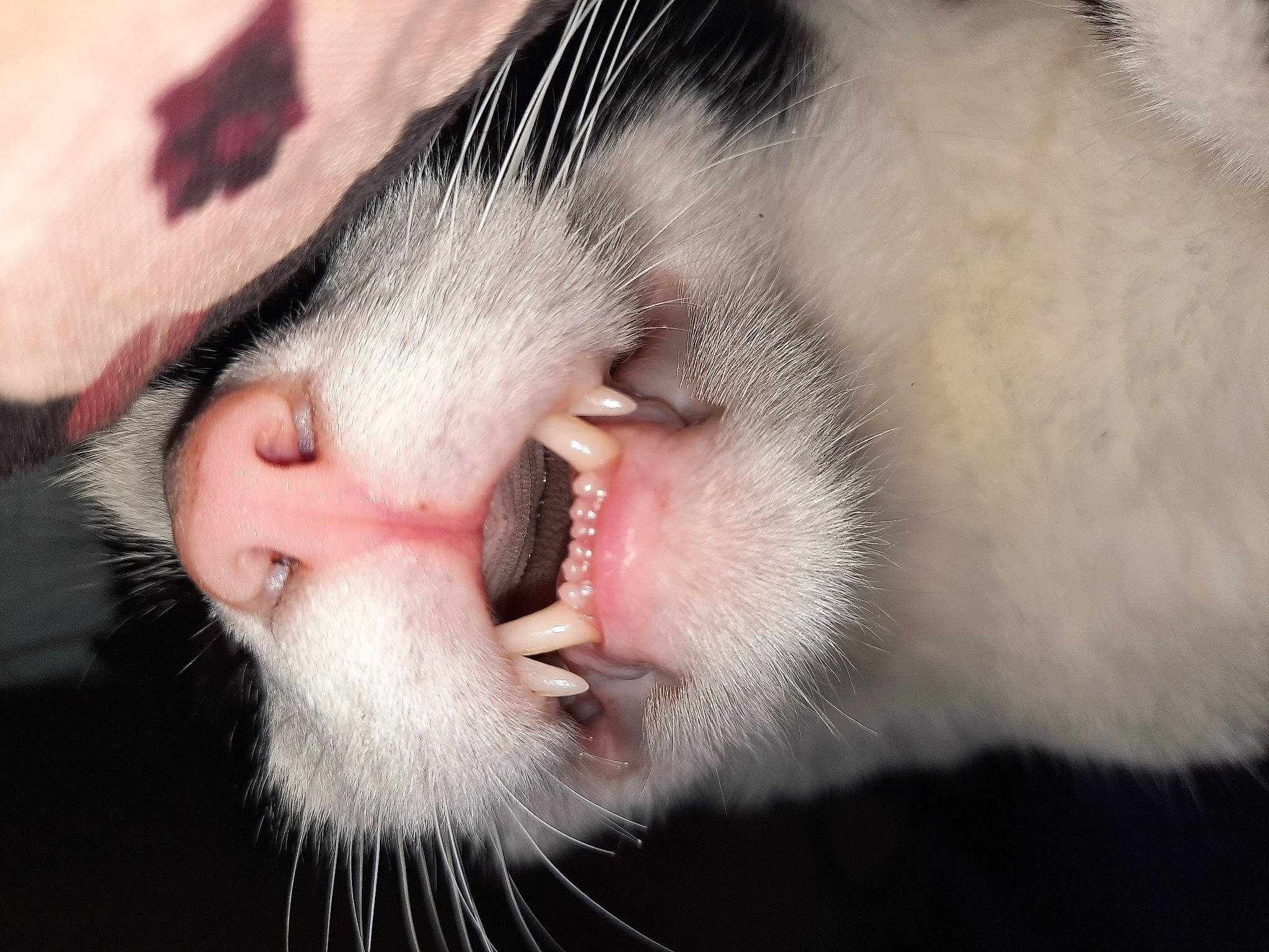 Féliz participe au concours pour gagner de l'argent avec cette photo : beard, carnivore, cat, claw, close_up, dog_breed, domestic_short_haired_cat, ear, fang, felidae, fur, jaw, paw, small_to_medium_sized_cats, snout, terrestrial_animal, tongue, tooth, whiskers, yawn