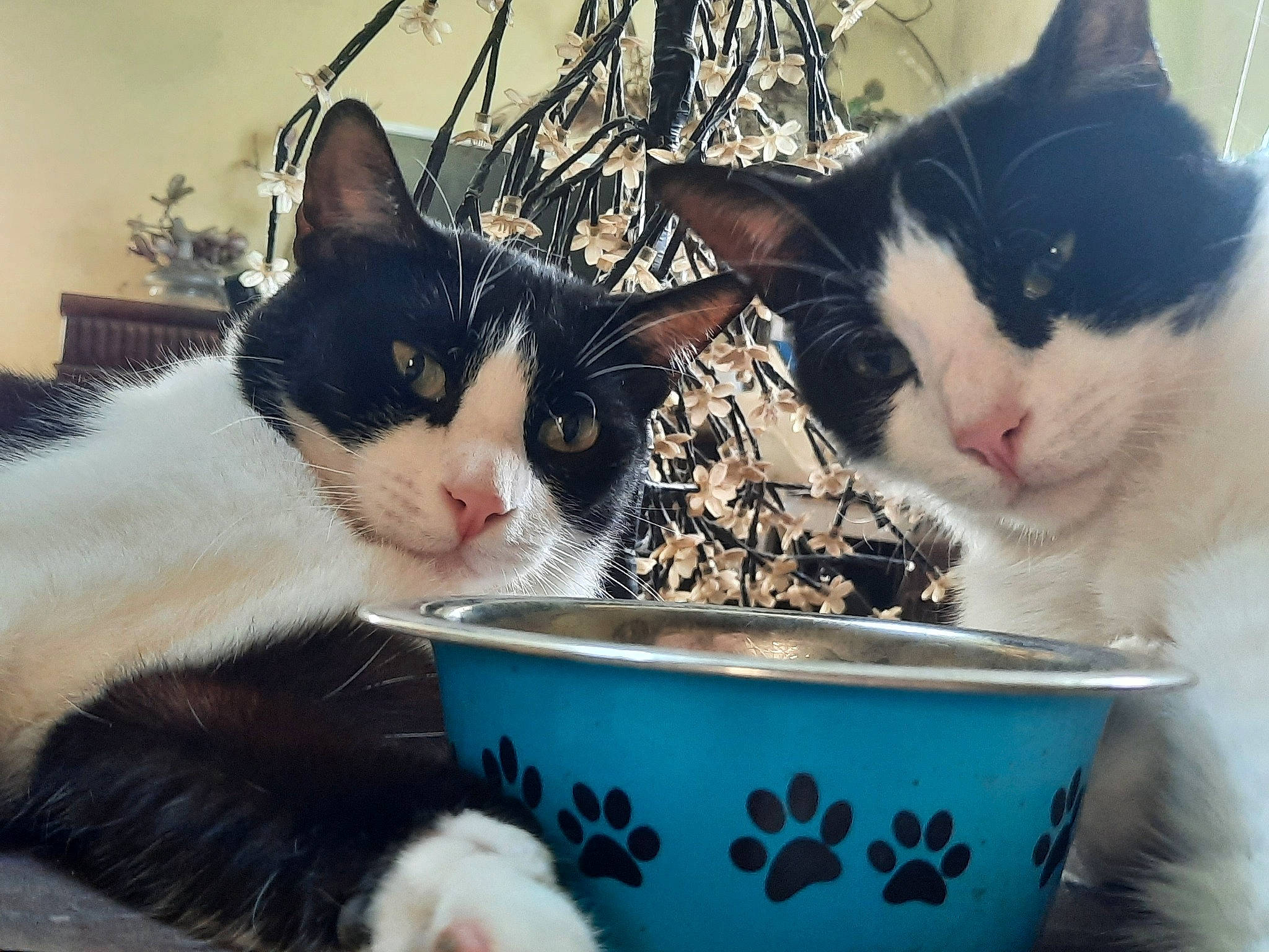 Féliz a rejoint le concours — aidez-le/la à gagner de superbes lots ! animal_feed, carnivore, cat, cat_supply, dishware, domestic_short_haired_cat, felidae, fur, mammal, mixing_bowl, pet_food, pet_supply, plant, serveware, small_to_medium_sized_cats, snapshot, snout, tail, vertebrate, whiskers