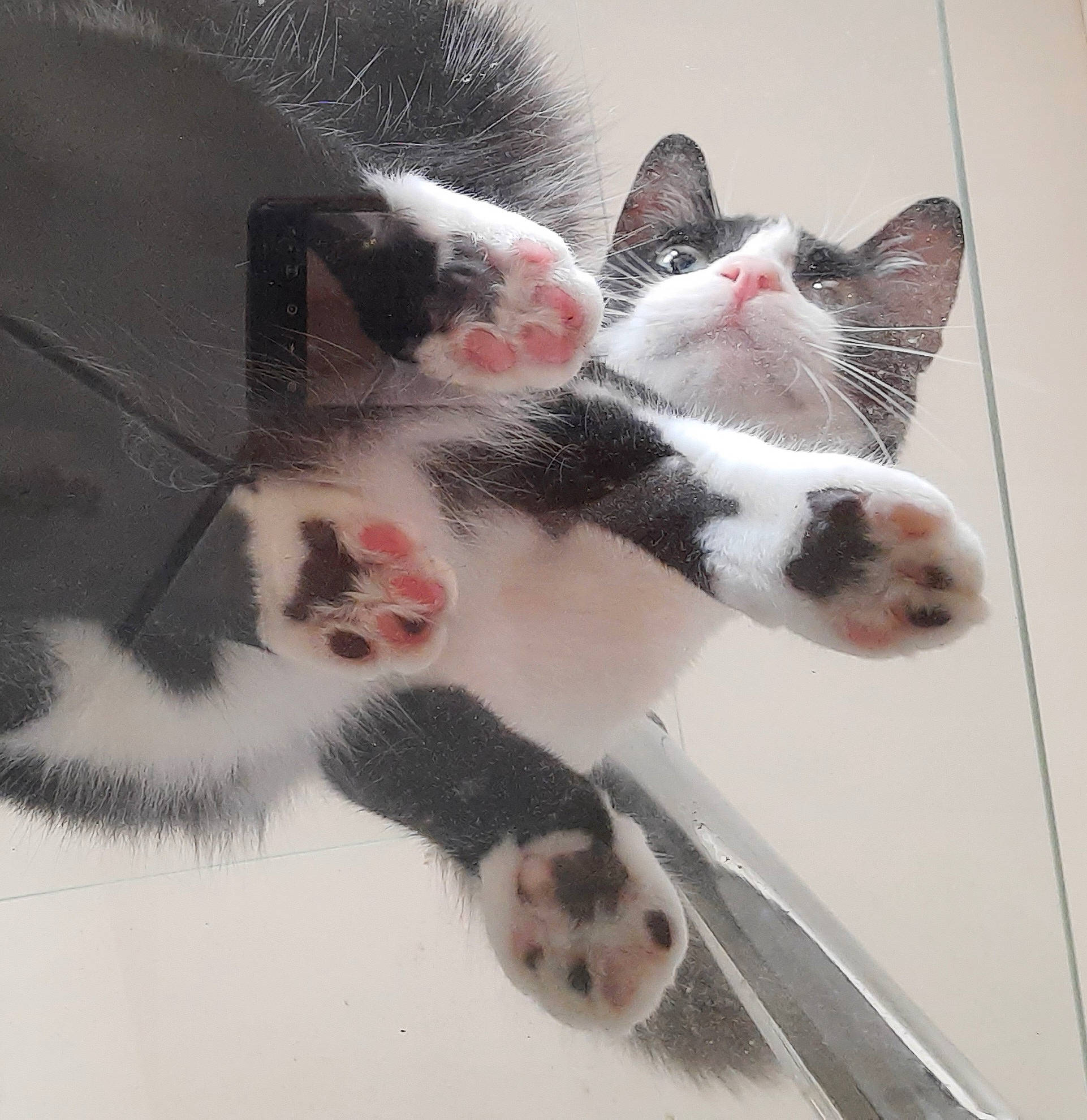 Féliz participe au concours pour gagner de l'argent avec cette photo : carnivore, cat, claw, domestic_short_haired_cat, felidae, foot, fur, metal, paw, small_to_medium_sized_cats, snout, tail, terrestrial_animal, whiskers