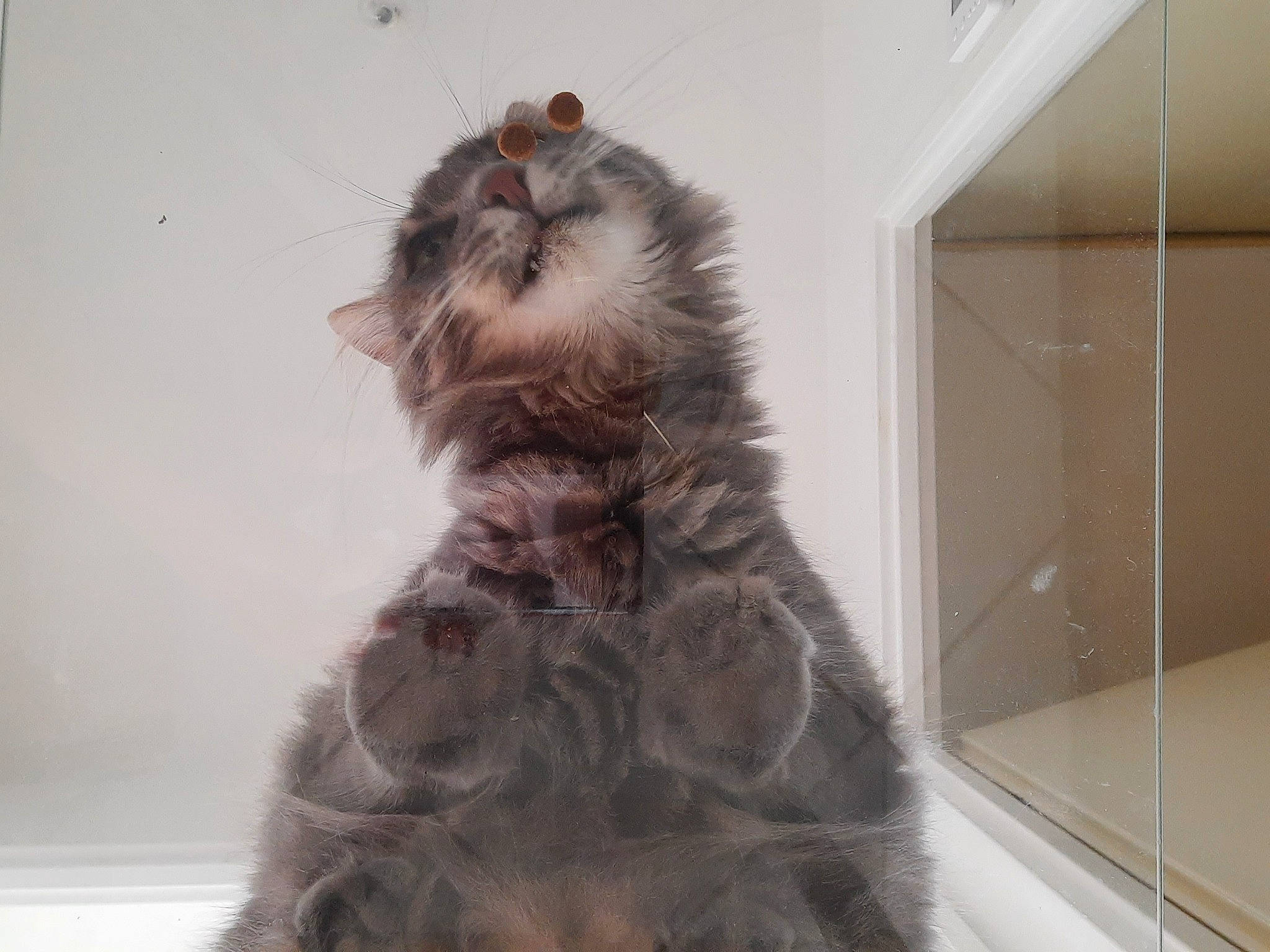 Akuma a rejoint le concours — aidez-le/la à gagner de superbes lots ! british_longhair, canidae, carnivore, cat, companion_dog, dog_breed, fashion_design, felidae, formal_wear, fur, haute_couture, liver, natural_material, sleeve, small_to_medium_sized_cats, sporting_group, tail, whiskers