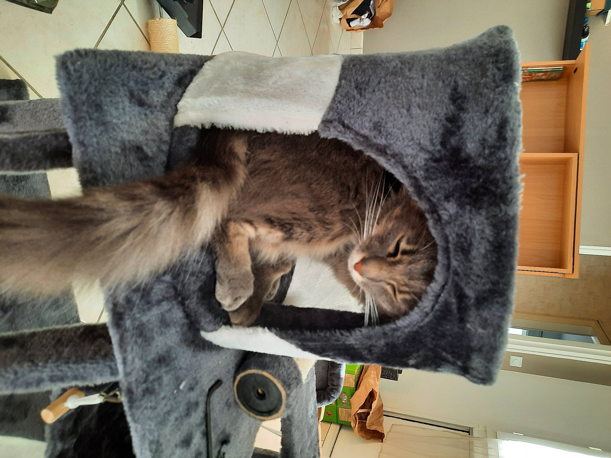 Akuma participe au concours pour gagner de l'argent avec cette photo : art, canidae, carnivore, cat, claw, comfort, dog_breed, domestic_short_haired_cat, fawn, felidae, fur, grey, mammal, paw, room, small_to_medium_sized_cats, snout, sporting_group, tail, whiskers