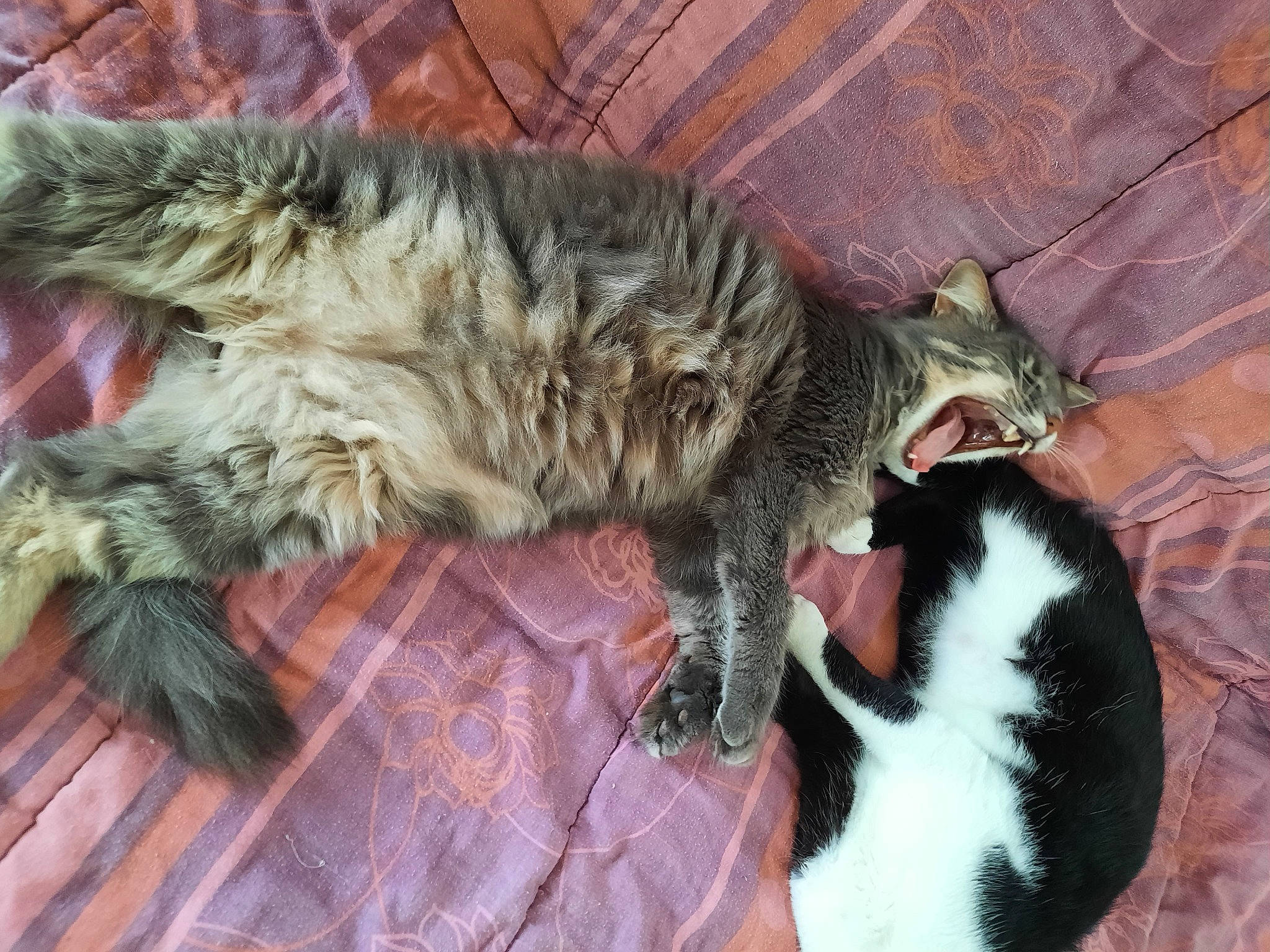 Akuma a rejoint le concours — aidez-le/la à gagner de superbes lots ! carnivore, cat, claw, comfort, domestic_short_haired_cat, felidae, fur, paw, small_to_medium_sized_cats, snout, tail, terrestrial_animal, whiskers