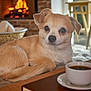 basket, book, coffee_cup, cozy, dog, fireplace, furniture, home_interior, indoor, living_room, pet, plant, relaxing, small_dog, table, tan_dog, warm_fire, white_dog, window, wooden_table
