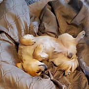 Budda joined the competition — help win amazing prizes! dog, pet, lying_down, blanket, cozy, fur, relaxed, sleeping, bed, indoor, cute, animal, paws, resting, fur_texture, snuggle, comfort, warm, domestic, canine