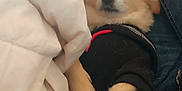 Budda joined the competition — help win amazing prizes! dog, sleeping, blanket, black_sweater, fur, paws, cozy, indoor, resting, cute, pet, animal, warm, comfort, denim, legs, nap, fur_clothing, relaxation, small_dog