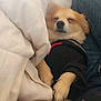 dog, sleeping, blanket, black_sweater, fur, paws, cozy, indoor, resting, cute, pet, animal, warm, comfort, denim, legs, nap, fur_clothing, relaxation, small_dog
