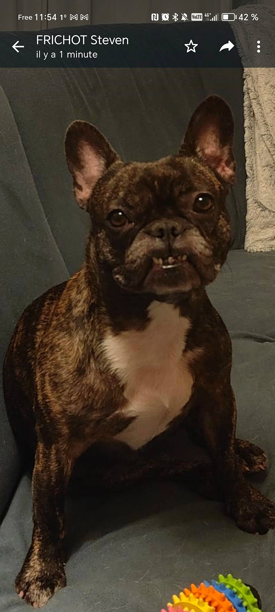 Oline a rejoint le concours — aidez-le/la à gagner de superbes lots ! ancient_dog_breeds, brown, bulldog, canidae, carnivore, companion_dog, dog, dog_breed, ear, fawn, non_sporting_group, snout, sporting_group, terrestrial_animal, toy_dog, whiskers, working_animal