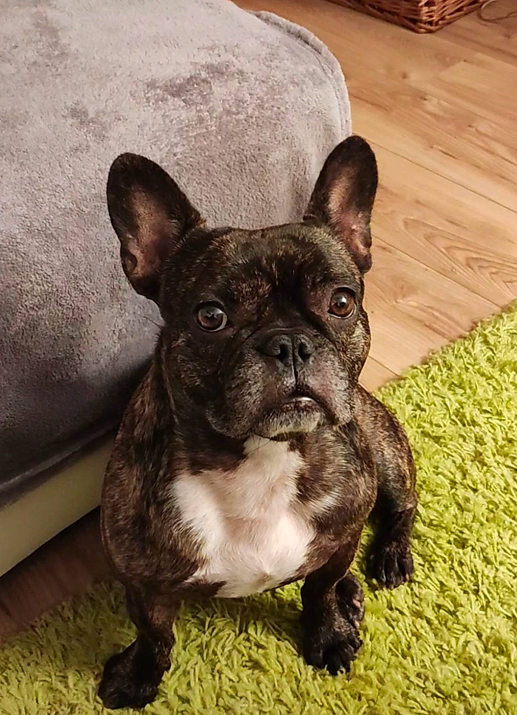 Oline a rejoint le concours — aidez-le/la à gagner de superbes lots ! bulldog, carnivore, companion_dog, dog, dog_breed, ear, fawn, flooring, french_bulldog, grass, hardwood, molosser, snout, sporting_group, terrestrial_animal, toy_dog, whiskers, wood, working_animal, wrinkle