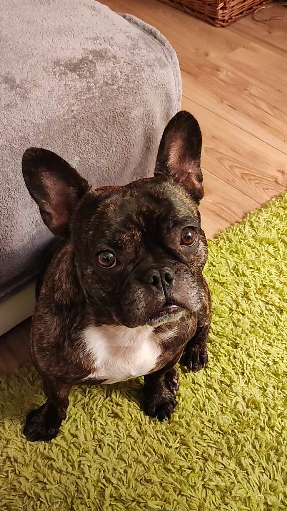 Oline a rejoint le concours — aidez-le/la à gagner de superbes lots ! bulldog, carnivore, companion_dog, dog, dog_breed, ear, fawn, flooring, french_bulldog, grass, hardwood, pug, snout, sporting_group, terrestrial_animal, toy_dog, whiskers, wood, working_animal, wrinkle