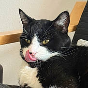 Figaro a rejoint le concours — aidez-le/la à gagner de superbes lots ! animal, black_and_white, cat, chair, close_up, cute, domestic_cat, ears, feline, fur, indoor, mammal, paw, pet, relaxed, resting, tongue, tongue_out, whiskers, yellow_eyes