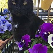 Berlioz a rejoint le concours — aidez-le/la à gagner de superbes lots ! animal, balcony, black_cat, cat, closeup, cute, domestic_animal, feline, flower_pot, garden, greenery, leaf, nature, outdoor, pansy, pet, plant, purple_flower, table, white_flower
