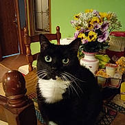 Rocky joined the competition — help win amazing prizes! bananas, black_and_white, cat, close_up, curious, decor, domestic_cat, flowers, food_packaging, furniture, green_eyes, household_items, indoor, kitchen, pet, still_life, table, tuxedo_cat, vase, wooden_chair