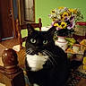 bananas, black_and_white, cat, close_up, curious, decor, domestic_cat, flowers, food_packaging, furniture, green_eyes, household_items, indoor, kitchen, pet, still_life, table, tuxedo_cat, vase, wooden_chair