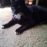 Sly joined the competition — help win amazing prizes! cat, black_cat, white_paws, white_chest, carpet, indoor, pet, feline, relaxed, lying_down, whiskers, ears, eyes, home, candle, cds, furniture, floor, cozy, domestic