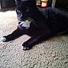 cat, black_cat, white_paws, white_chest, carpet, indoor, pet, feline, relaxed, lying_down, whiskers, ears, eyes, home, candle, cds, furniture, floor, cozy, domestic