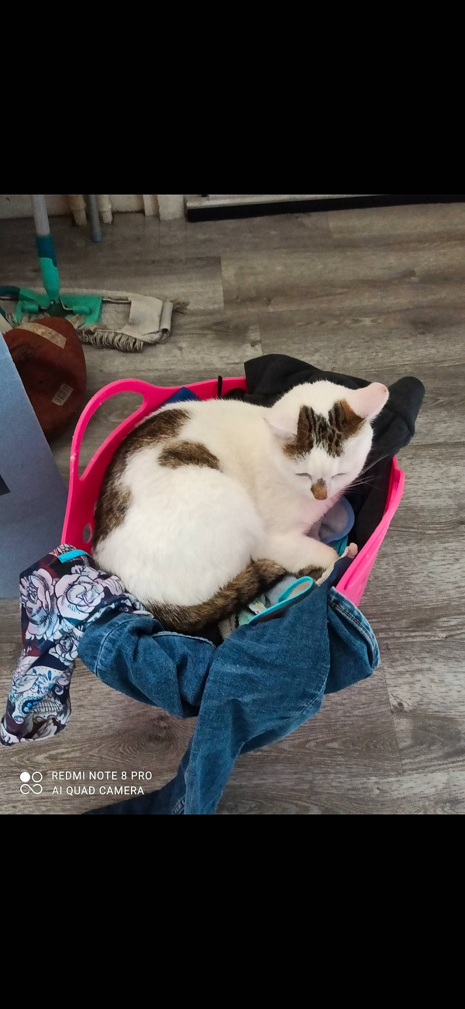 Nox participe au concours pour gagner de l'argent avec cette photo : canidae, carnivore, cat, comfort, companion_dog, domestic_short_haired_cat, eye, fawn, felidae, flooring, fur, lap, nap, paw, sitting, small_to_medium_sized_cats, snout, tail, whiskers, wood