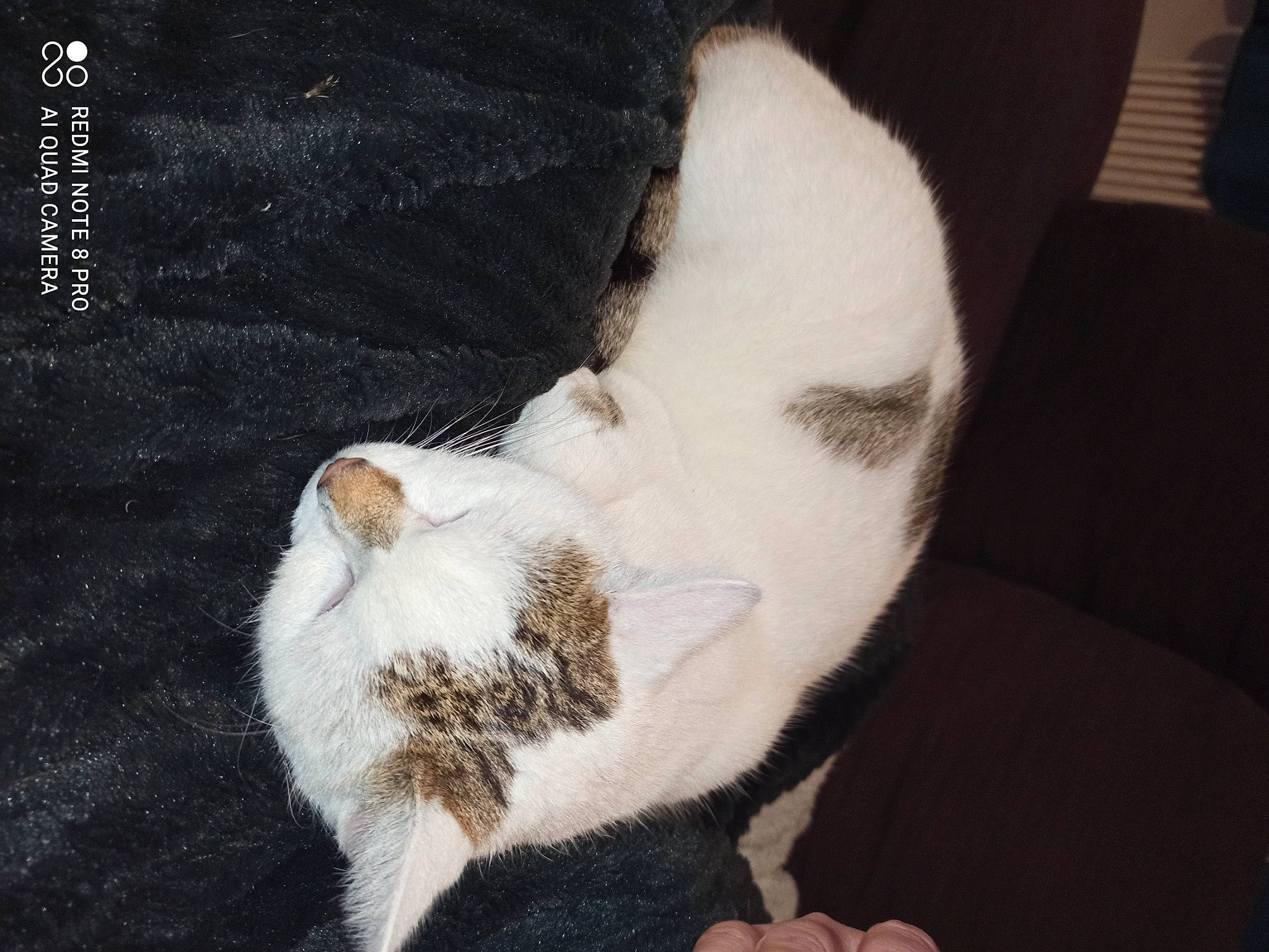 Nox participe au concours pour gagner de l'argent avec cette photo : canidae, carnivore, cat, claw, comfort, dog_breed, domestic_short_haired_cat, ear, fawn, felidae, fur, paw, small_to_medium_sized_cats, snout, tail, terrestrial_animal, whiskers