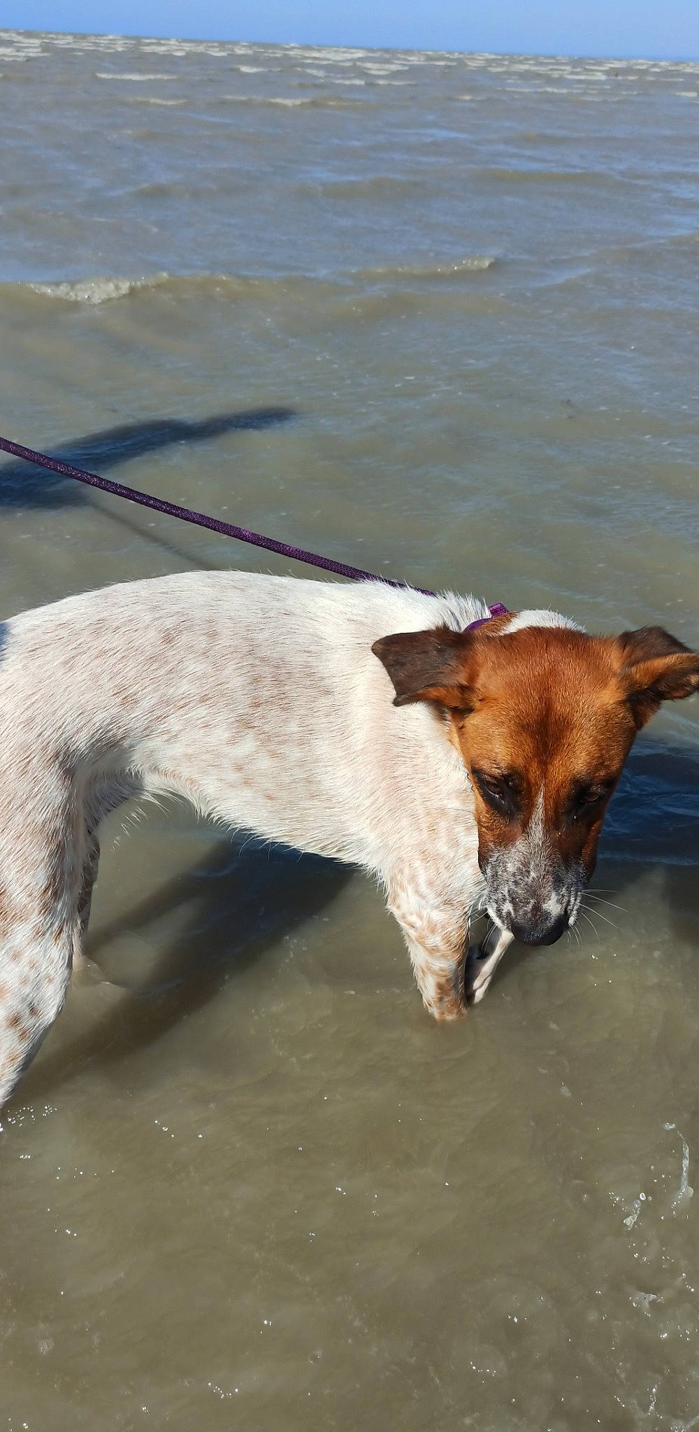 Nala a rejoint le concours — aidez-le/la à gagner de superbes lots ! beach, canidae, carnivore, collar, companion_dog, dog, dog_breed, fawn, lake, leash, liquid, mammal, pet_supply, sporting_group, tail, vertebrate, water, wind_wave, working_animal, working_dog