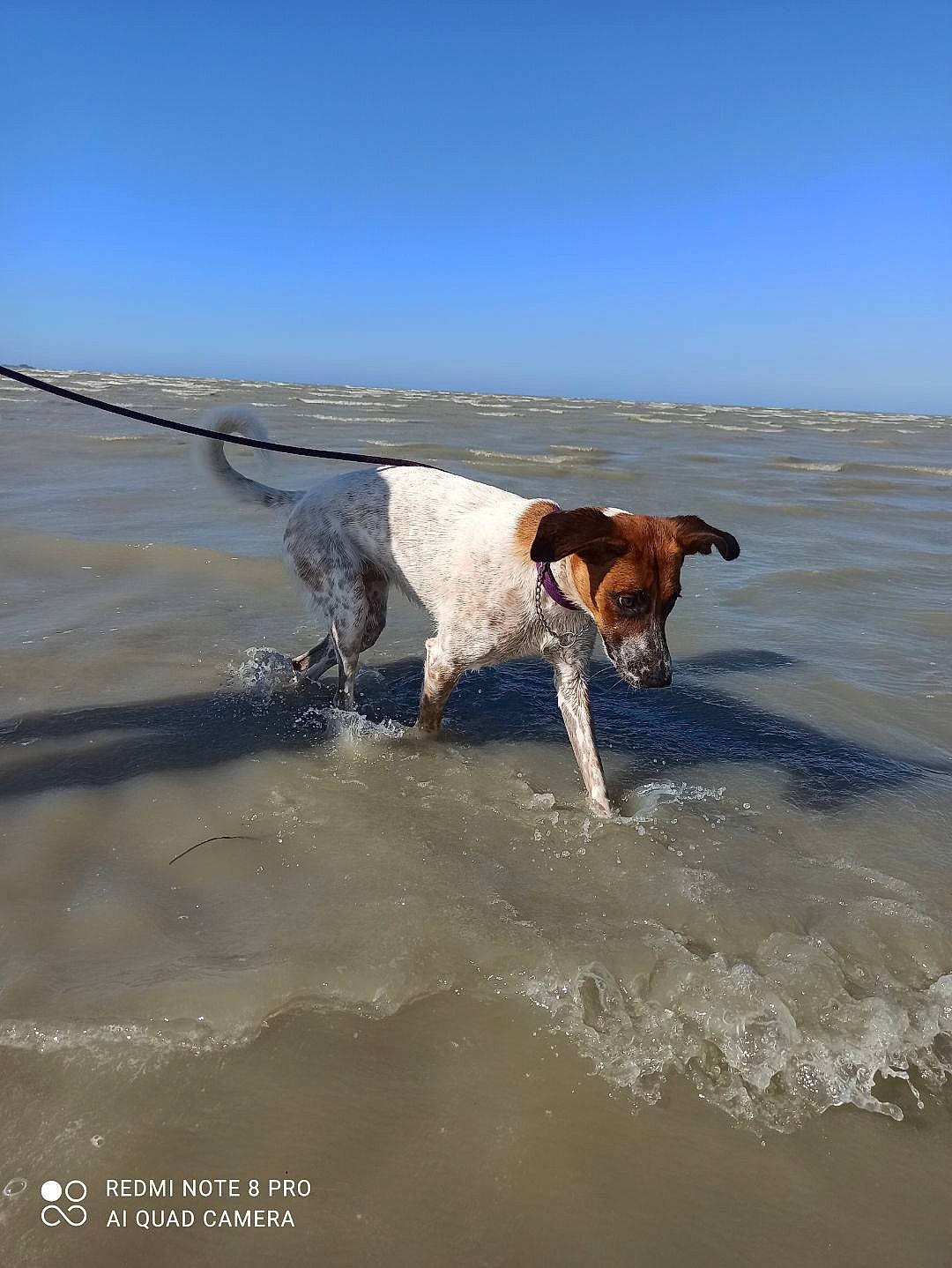 Nala participe au concours pour gagner de l'argent avec cette photo : beach, canidae, carnivore, collar, companion_dog, dog, dog_breed, fawn, fun, gun_dog, leash, pointing_breed, recreation, sky, sporting_group, tail, vertebrate, water, wind_wave, working_animal