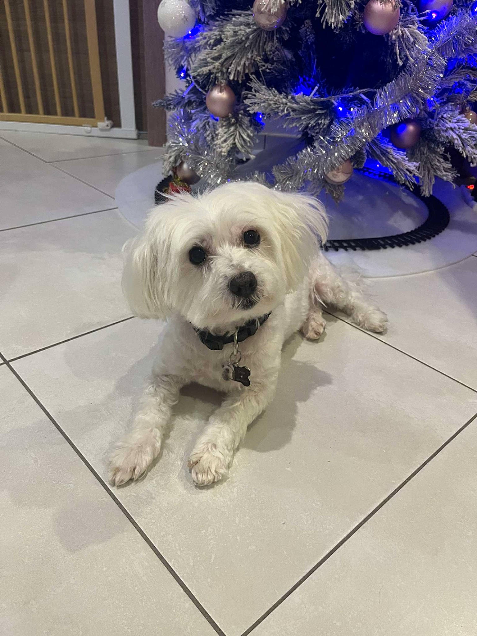 Tchoupi a rejoint le concours — aidez-le/la à gagner de superbes lots ! canidae, carnivore, christmas_tree, collar, companion_dog, dog, dog_breed, dog_clothes, dog_collar, dog_supply, event, eyewear, leash, small_terrier, snout, sporting_group, terrier, toy, toy_dog, working_animal