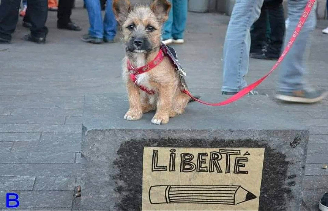 Jalia participe au concours pour gagner de l'argent avec cette photo : asphalt, carnivore, collar, companion_dog, dog, dog_breed, dog_collar, dog_supply, fashion_accessory, flooring, fur, human_leg, leash, pet_supply, road_surface, sidewalk, small_terrier, snout, terrier, toy_dog