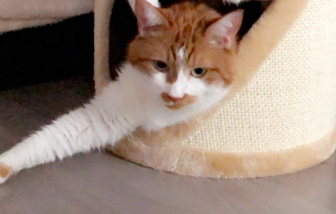 Flambi participe au concours pour gagner de l'argent avec cette photo : aegean_cat, american_wirehair, arabian_mau, asian, carnivore, cat, domestic_short_haired_cat, european_shorthair, fawn, felidae, german_rex, kitten, mammal, ojos_azules, paw, polydactyl_cat, small_to_medium_sized_cats, tail, turkish_van, whiskers