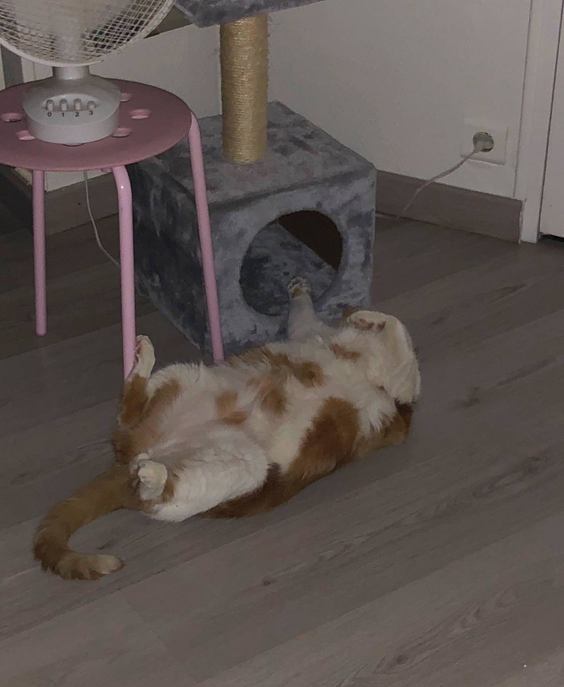 Flambi participe au concours pour gagner de l'argent avec cette photo : canidae, carnivore, cat, dog, dog_breed, fawn, felidae, floor, flooring, fur, hardwood, laminate_flooring, small_to_medium_sized_cats, sporting_group, tail, wood, wood_flooring