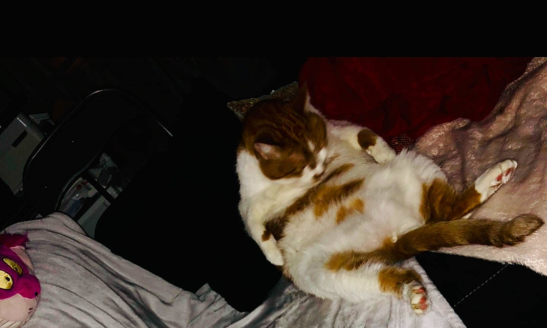 Flambi a rejoint le concours — aidez-le/la à gagner de superbes lots ! aegean_cat, carnivore, cat, domestic_short_haired_cat, ear, european_shorthair, eye, fawn, felidae, fur, organ, small_to_medium_sized_cats, snout, tail, whiskers