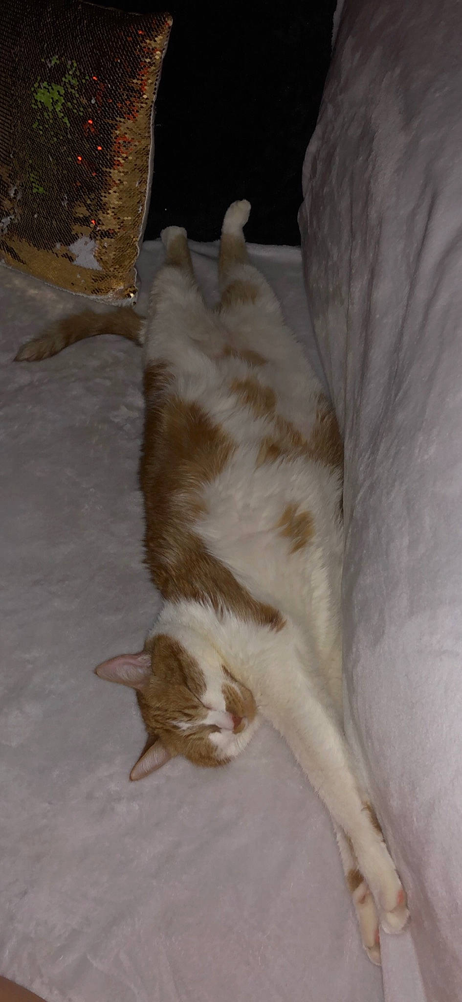 Flambi a rejoint le concours — aidez-le/la à gagner de superbes lots ! aegean_cat, carnivore, cat, fawn, felidae, small_to_medium_sized_cats, tail