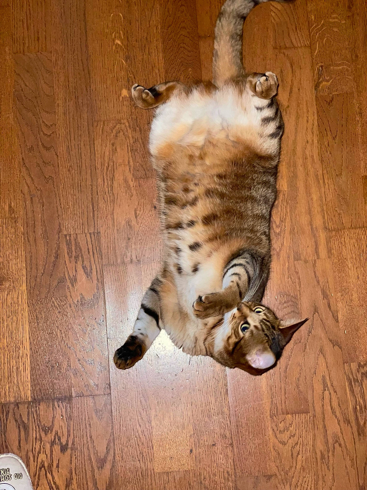 Ruby a rejoint le concours — aidez-le/la à gagner de superbes lots ! canidae, carnivore, cat, claw, domestic_short_haired_cat, fawn, felidae, flooring, fur, hardwood, paw, small_to_medium_sized_cats, sporting_group, tail, terrestrial_animal, whiskers, wildlife, wood, wood_flooring, wood_stain