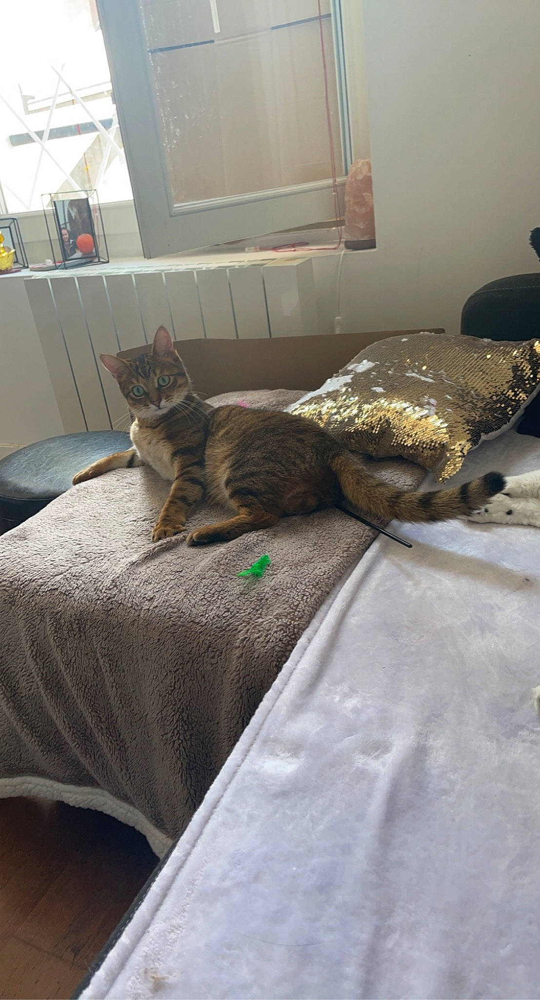 Ruby participe au concours pour gagner de l'argent avec cette photo : bed, bed_frame, bed_sheet, bedding, bedroom, carnivore, cat, comfort, felidae, floor, flooring, grey, hardwood, linens, room, small_to_medium_sized_cats, tail, whiskers, window, wood