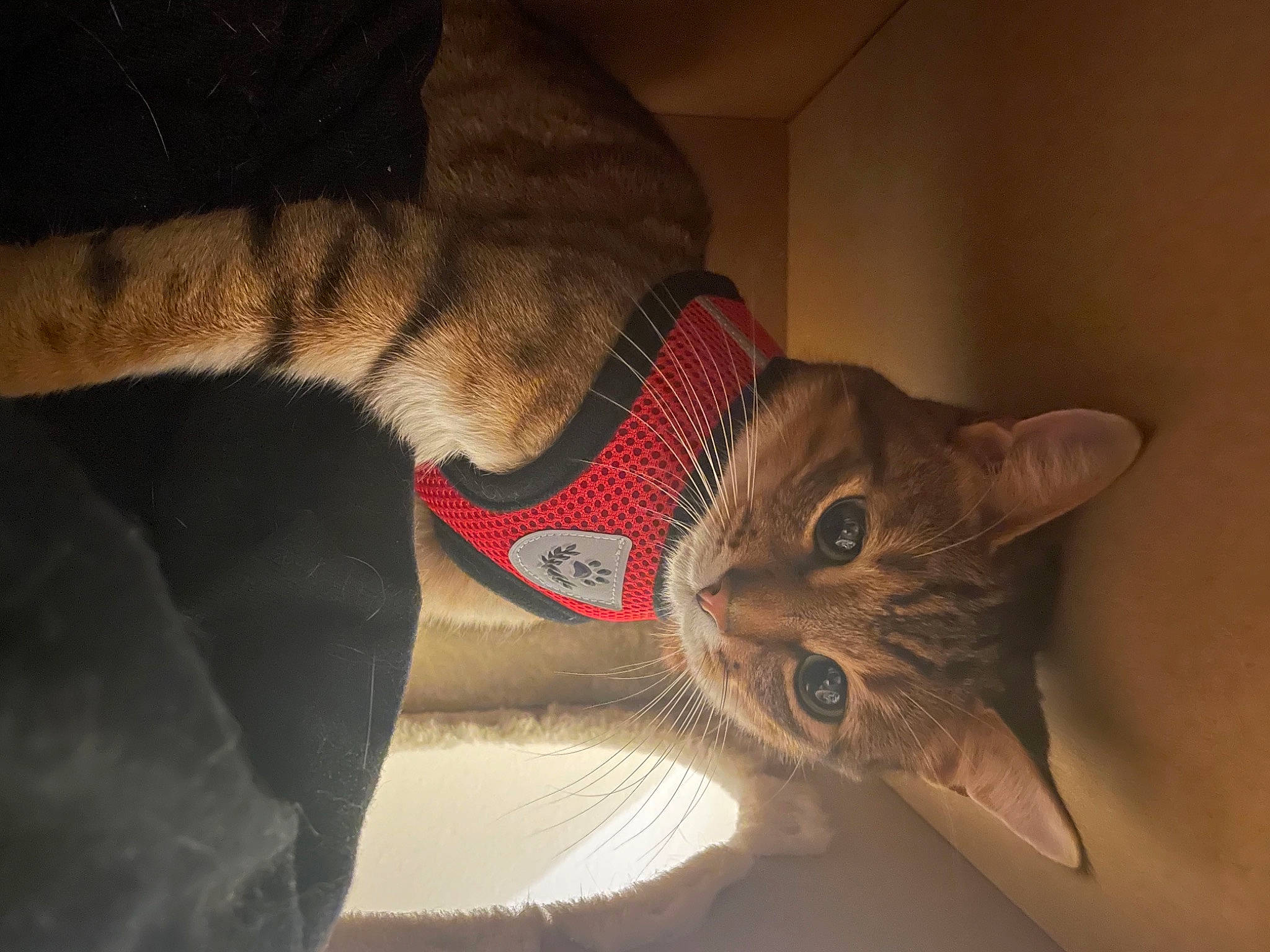 Ruby participe au concours pour gagner de l'argent avec cette photo : carnivore, cat, christmas, comfort, domestic_short_haired_cat, ear, fawn, felidae, foot, fur, head, human_leg, paw, small_to_medium_sized_cats, snout, sunglasses, tail, textile, whiskers, wood