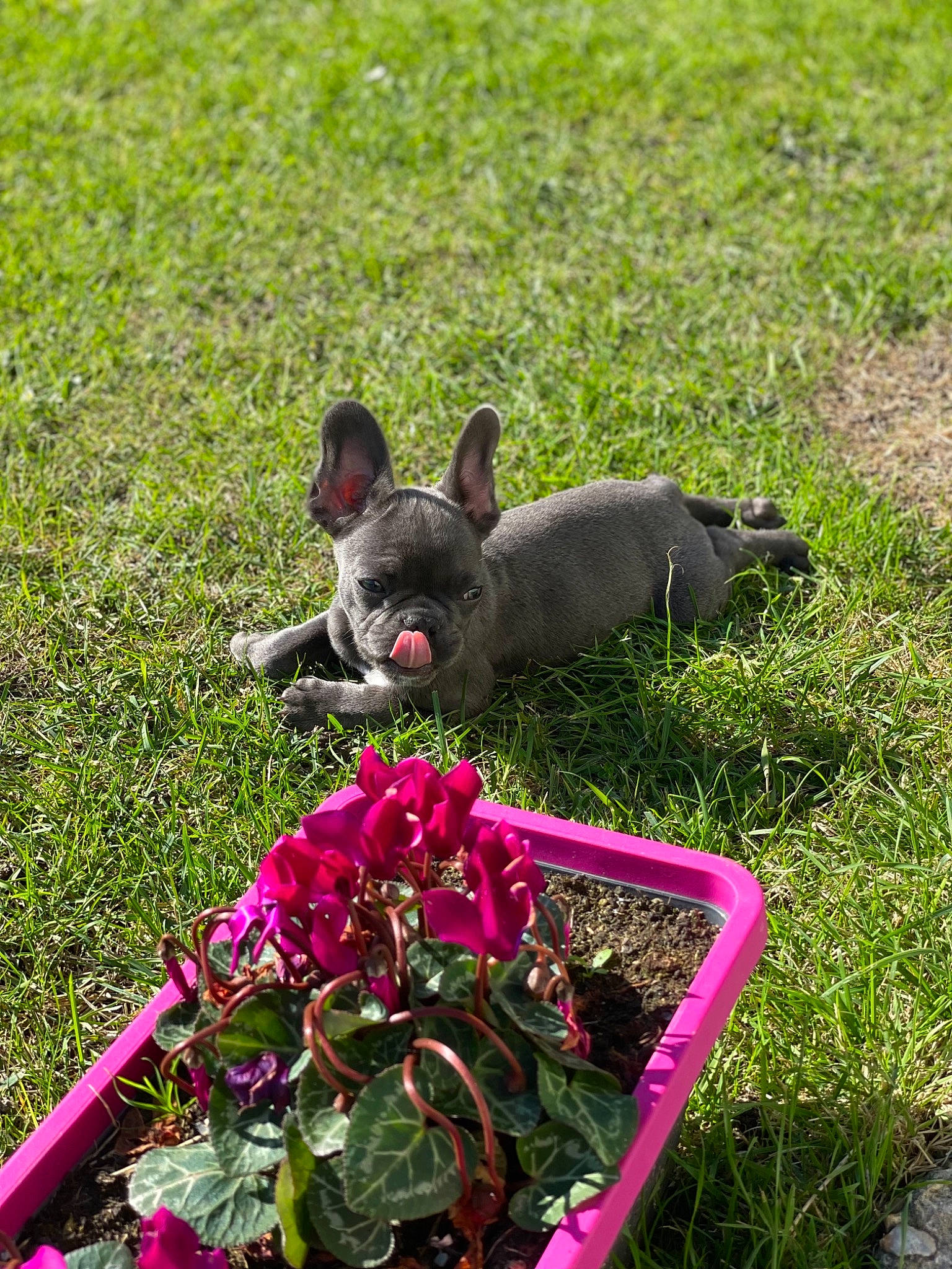 Rossi a rejoint le concours — aidez-le/la à gagner de superbes lots ! automotive_wheel_system, carnivore, collar, companion_dog, dog, dog_breed, fawn, flower, grass, grass_family, grassland, green, groundcover, lawn, magenta, mammal, petal, plant, snout, sporting_group