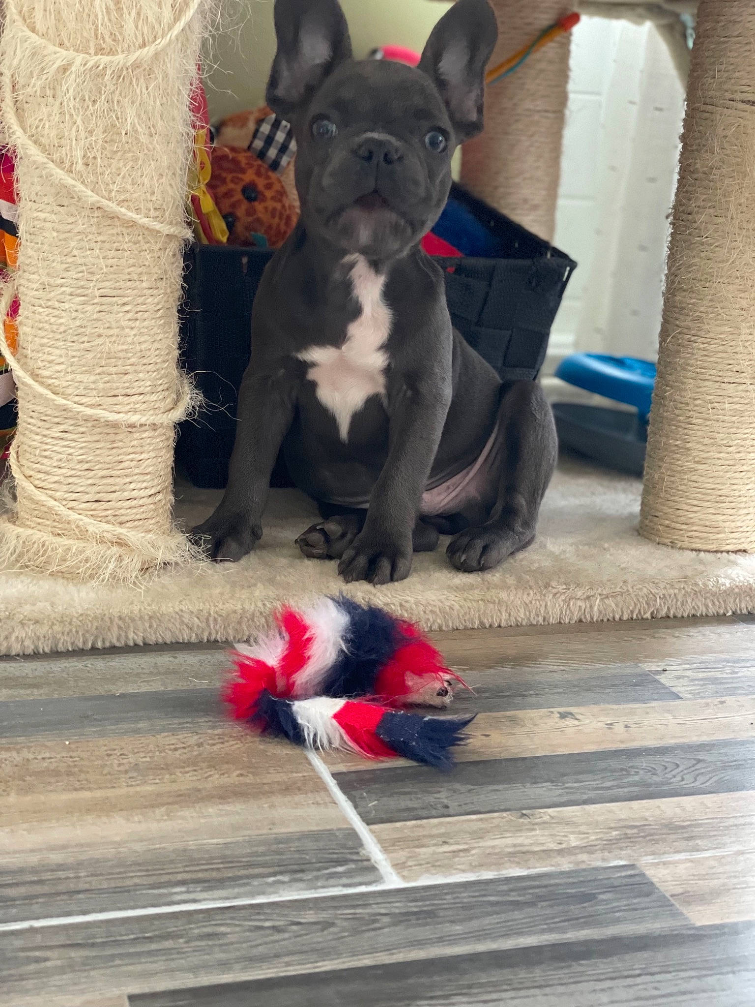 Rossi participe au concours pour gagner de l'argent avec cette photo : bulldog, canidae, carmine, carnivore, collar, companion_dog, dog, dog_breed, dog_collar, dog_supply, fawn, flooring, grey, mammal, pet_supply, snout, sporting_group, tail, toy_dog, working_animal