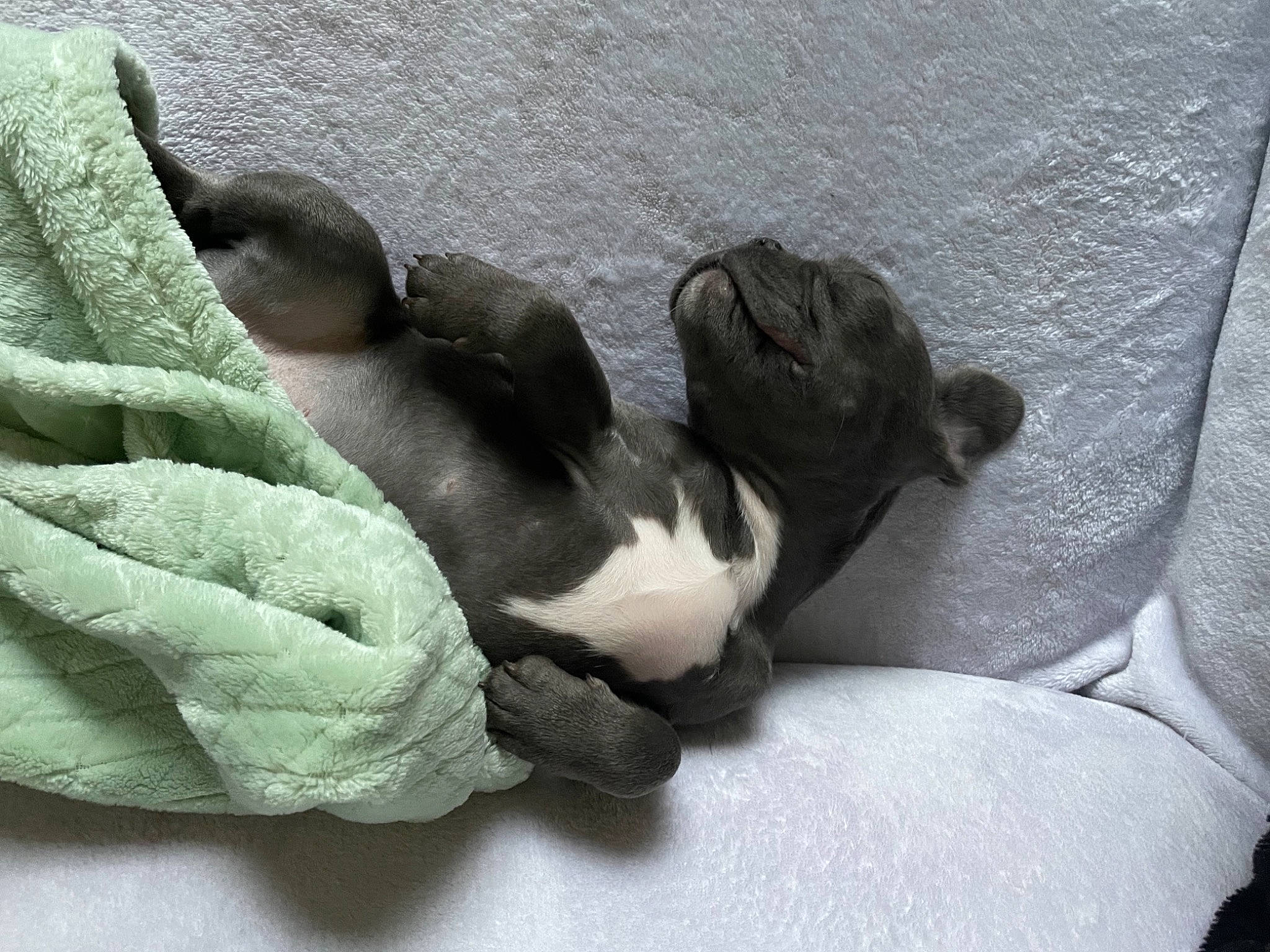 Rossi a rejoint le concours — aidez-le/la à gagner de superbes lots ! art, carnivore, claw, comfort, companion_dog, dog, dog_breed, felidae, fur, grey, leaf_vegetable, linens, nap, petal, small_to_medium_sized_cats, tail, terrestrial_animal, vegetable, working_animal