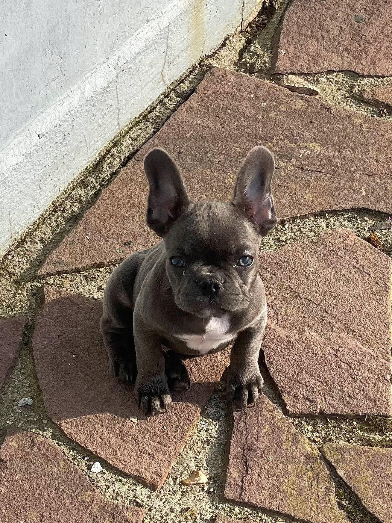 Rossi a rejoint le concours — aidez-le/la à gagner de superbes lots ! bulldog, canidae, carnivore, companion_dog, dog, dog_breed, eye, fawn, french_bulldog, head, mammal, road_surface, shadow, snout, sporting_group, terrestrial_animal, toy_dog, vertebrate, whiskers, working_animal