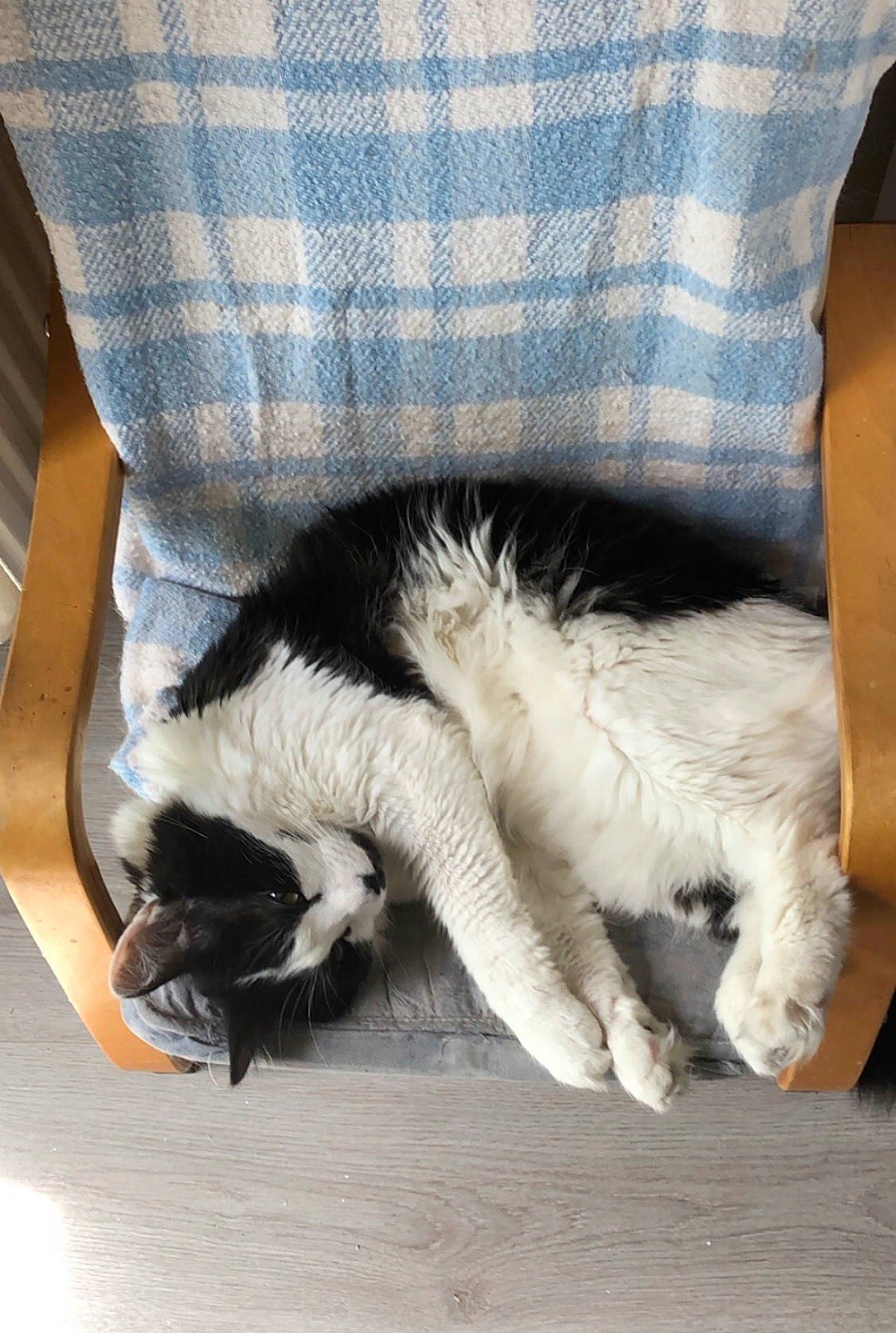 Nouga a rejoint le concours — aidez-le/la à gagner de superbes lots ! carnivore, cat, claw, felidae, fur, nap, paw, polydactyl_cat, small_to_medium_sized_cats, tail, whiskers