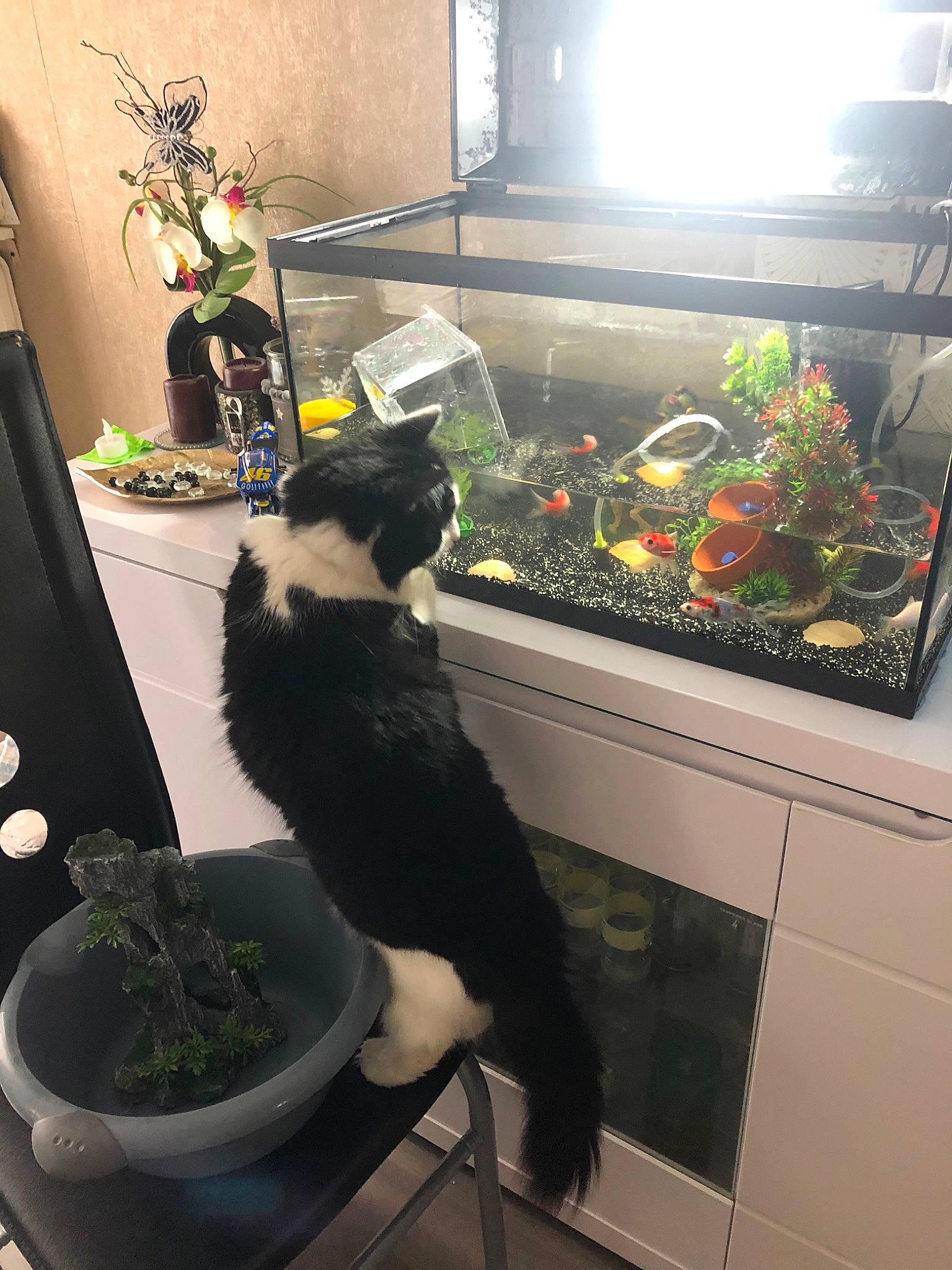 Nouga a rejoint le concours — aidez-le/la à gagner de superbes lots ! carnivore, cat, felidae, flowerpot, herb, houseplant, plant, small_to_medium_sized_cats, tail, tree