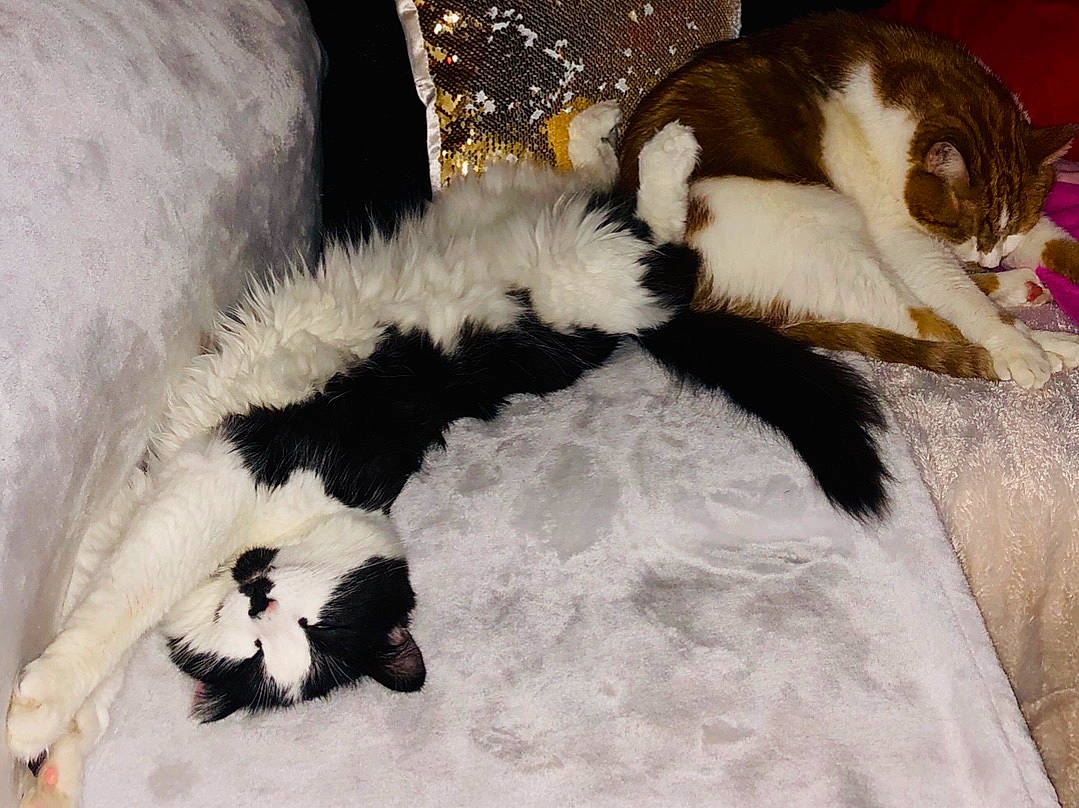 Nouga a rejoint le concours — aidez-le/la à gagner de superbes lots ! carnivore, cat, claw, felidae, fur, paw, polydactyl_cat, small_to_medium_sized_cats, tail, whiskers