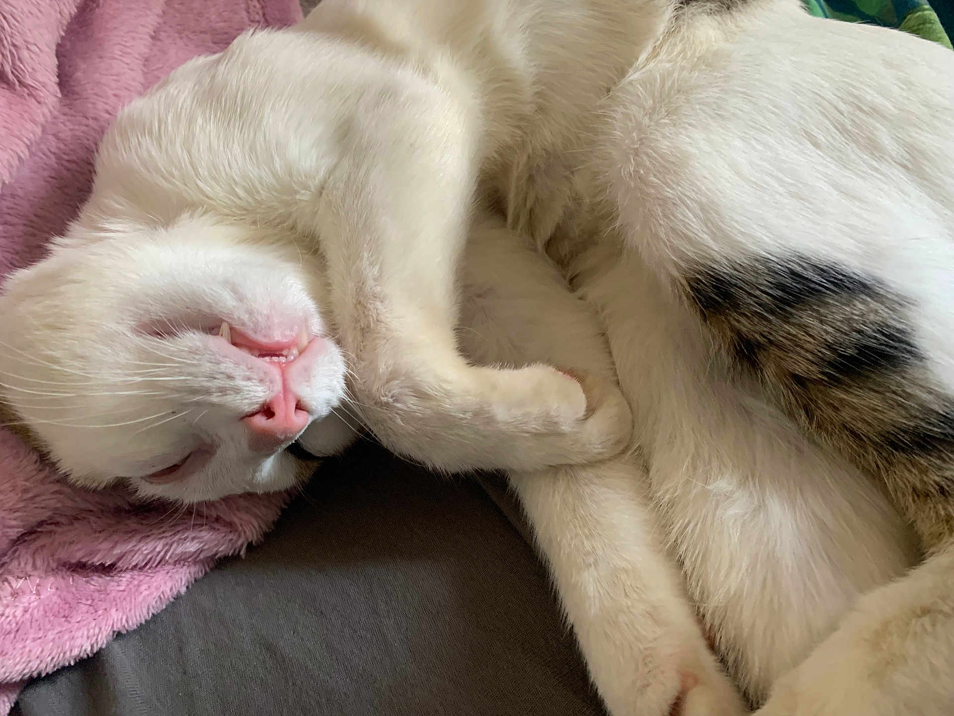 Grisoul a rejoint le concours — aidez-le/la à gagner de superbes lots ! cat, sleeping, white_cat, pink_nose, curled_up, soft_blanket, indoor, fur, closeup, relaxed, pet, animal, cute, whiskers, pink_blanket, resting, cozy, domestic_cat, peaceful, paw