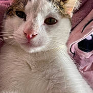 Grisoul participe au concours pour gagner de l'argent avec cette photo : cat, close_up, white_fur, tabby, whiskers, pink_blanket, soft_texture, pet, animal, feline, cute, relaxed, lying_down, indoors, fur, portrait, sleepy, nose, ears, domestic_cat