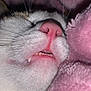cat, close_up, nose, teeth, whiskers, fur, sleeping, pink, blanket, cozy, soft, pet, animal, cute, snout, feline, resting, indoor, texture, muzzle