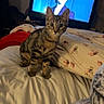 kitten, cat, tabby, bed, blanket, floral, television, indoor, curious, pet, animal, feline, bedroom, sheet, resting, young_cat, closeup, cute, domestic_cat, home