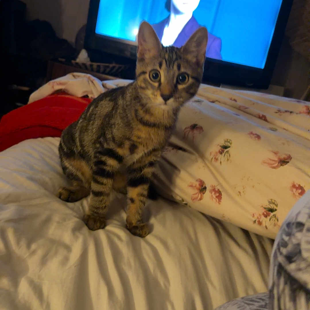 Babouche