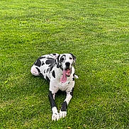 Mac is registered to the contest to win money with this photo: dog, great_dane, black_and_white, tongue_out, panting, grass, lawn, outdoor, pet, animal, canine, lying_down, happy, summer, nature, playful, relaxed, friendly, large_dog, spotted