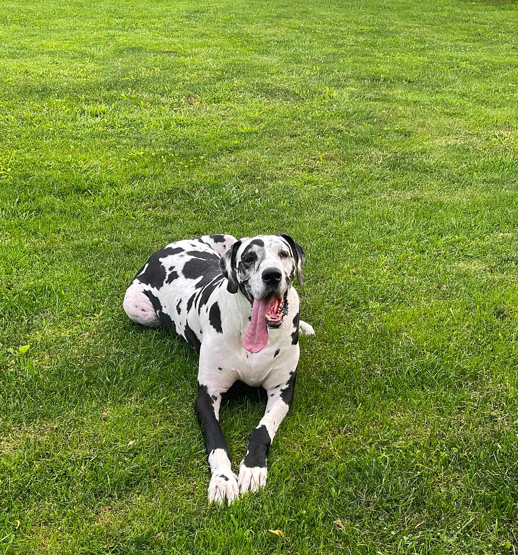 Mac is registered to the contest to win money with this photo: dog, great_dane, black_and_white, tongue_out, panting, grass, lawn, outdoor, pet, animal, canine, lying_down, happy, summer, nature, playful, relaxed, friendly, large_dog, spotted