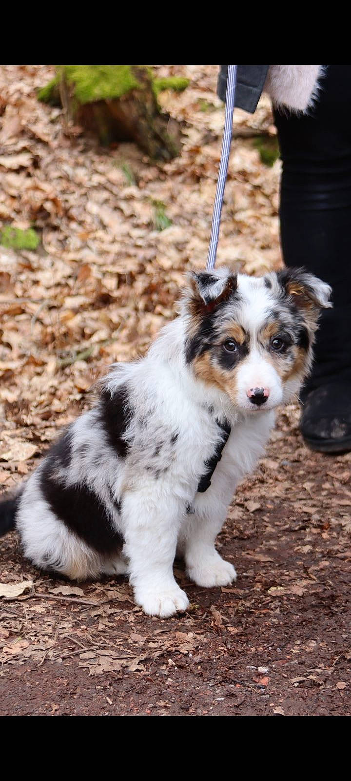 Loki a rejoint le concours — aidez-le/la à gagner de superbes lots ! canidae, carnivore, companion_dog, dog, dog_breed, foot, fur, grass, herding_dog, plant, soil, sporting_group, tail, terrestrial_animal, tracking_trial, tree, whiskers, working_dog