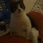 Duchess joined the competition — help win amazing prizes! animal, black, blanket, cat, cozy, curious, domestic, feline, home, indoor, night, pet, pillow, quiet, relaxed, resting, soft, striped, white, window