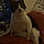 Duchess